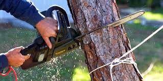 How Our Tree Care Process Works  in Rocklin, CA